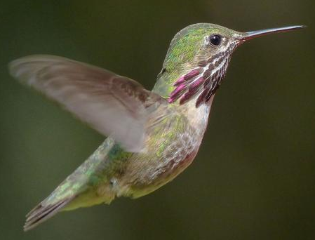 Bird's Feathering on Upstroke