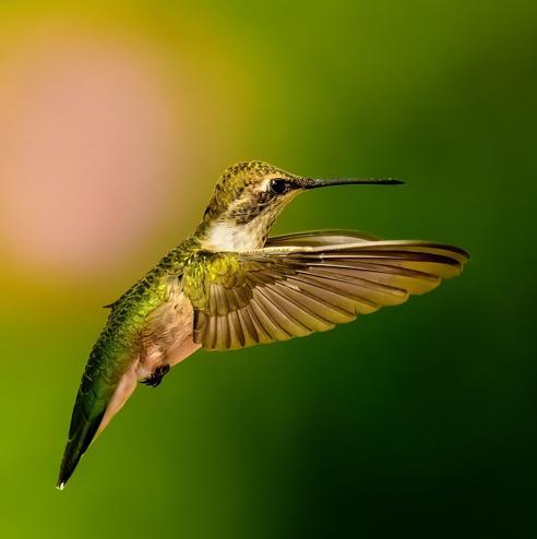 Bird's Feathering on Downstroke